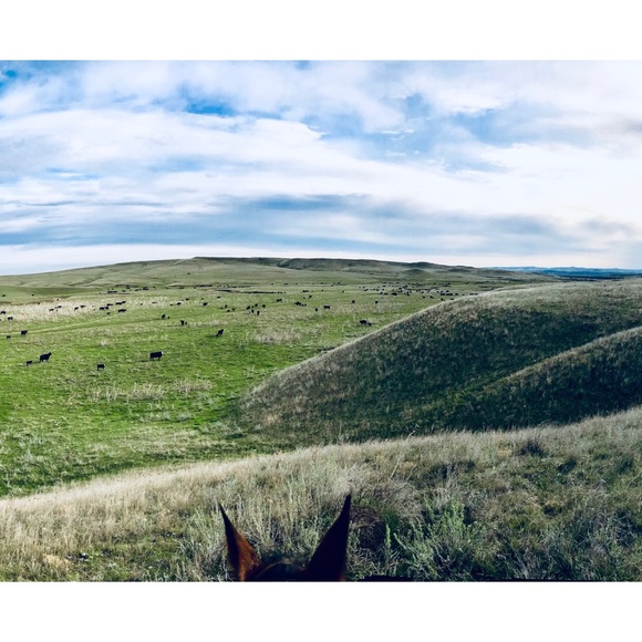 Meet your Posher, Romy - Picture 5 of 8